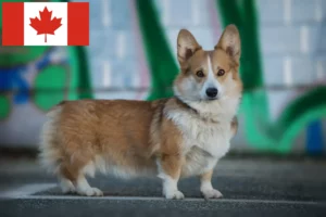 Read more about the article Hodowcy i szczenięta Welsh corgi w Kanada