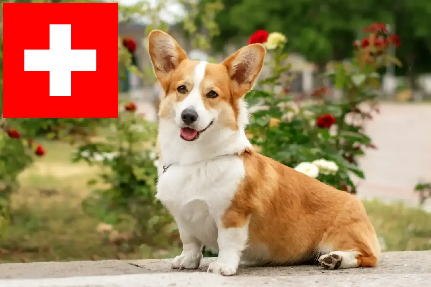 Welsh corgi szczenięta i hodowcy Szwajcaria Tutaj znajdziesz hodowców rasy Welsh corgis w Szwajcaria.