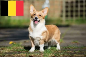 Read more about the article Hodowcy i szczenięta Welsh corgi w Belgia