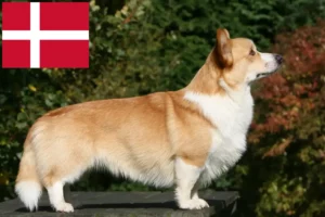 Read more about the article Hodowcy i szczenięta Welsh corgi w Dania