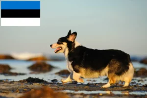 Read more about the article Walijskie corgi hodowcy i szczenięta w Estonia