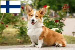 Read more about the article Hodowcy i szczenięta Welsh corgi w Finlandia
