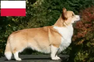 Read more about the article Hodowcy i szczenięta Welsh corgi w Polska