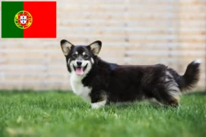Read more about the article Hodowcy i szczenięta Welsh corgi w Portugalia