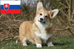 Read more about the article Hodowcy i szczenięta Welsh corgi w Słowacja