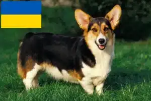 Read more about the article Walijskie corgi hodowcy i szczenięta w Ukraina