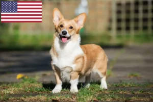 Read more about the article Hodowcy i szczenięta Welsh corgi w USA