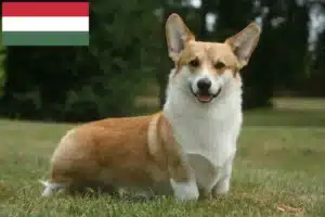Read more about the article Hodowcy i szczenięta Welsh corgi w Węgry