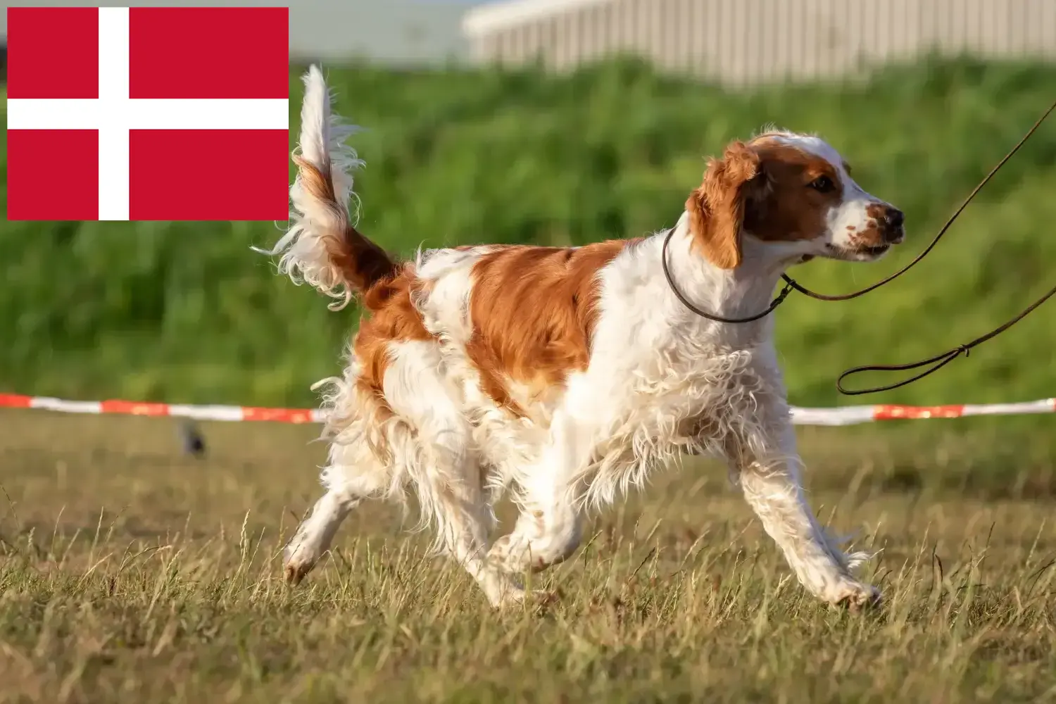 Welsh springer spaniel szczenięta i hodowcy Dania Znajdź hodowców springer spanieli walijskich w Dania.