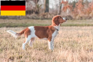 Read more about the article Hodowcy i szczenięta Springer spaniel walijski w Niemcy