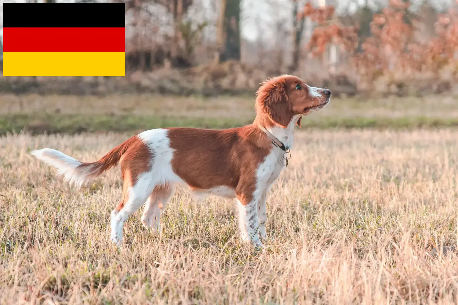 Read more about the article Hodowcy i szczenięta Springer spaniel walijski w Niemcy