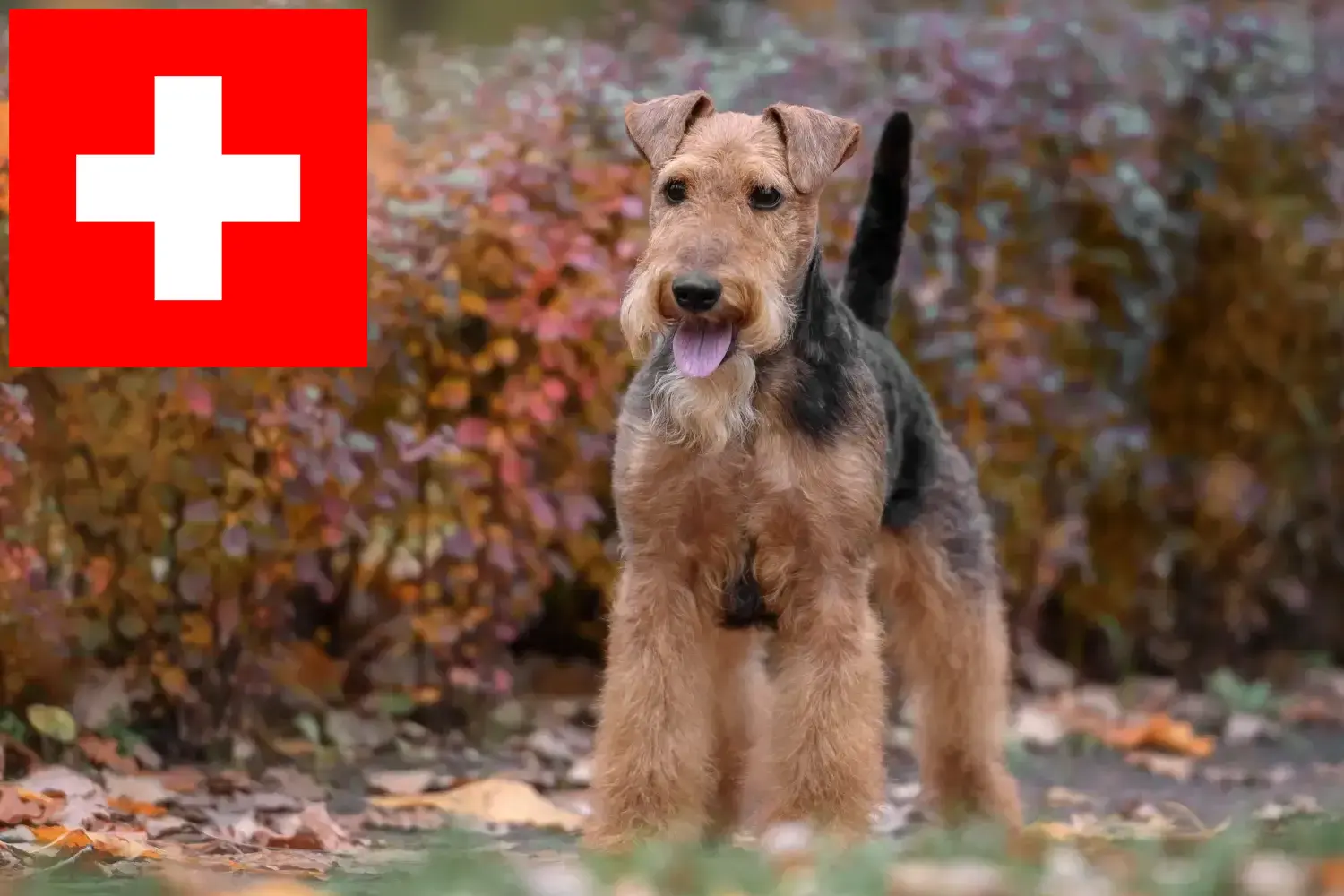 Terier walijski szczenięta i hodowcy Szwajcaria Tutaj znajdziesz hodowców rasy Terier walijski w Szwajcaria.