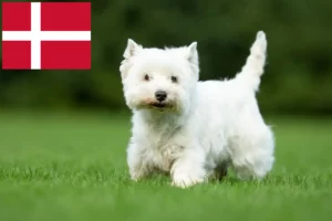 Read more about the article Hodowcy i szczenięta westie w Dania