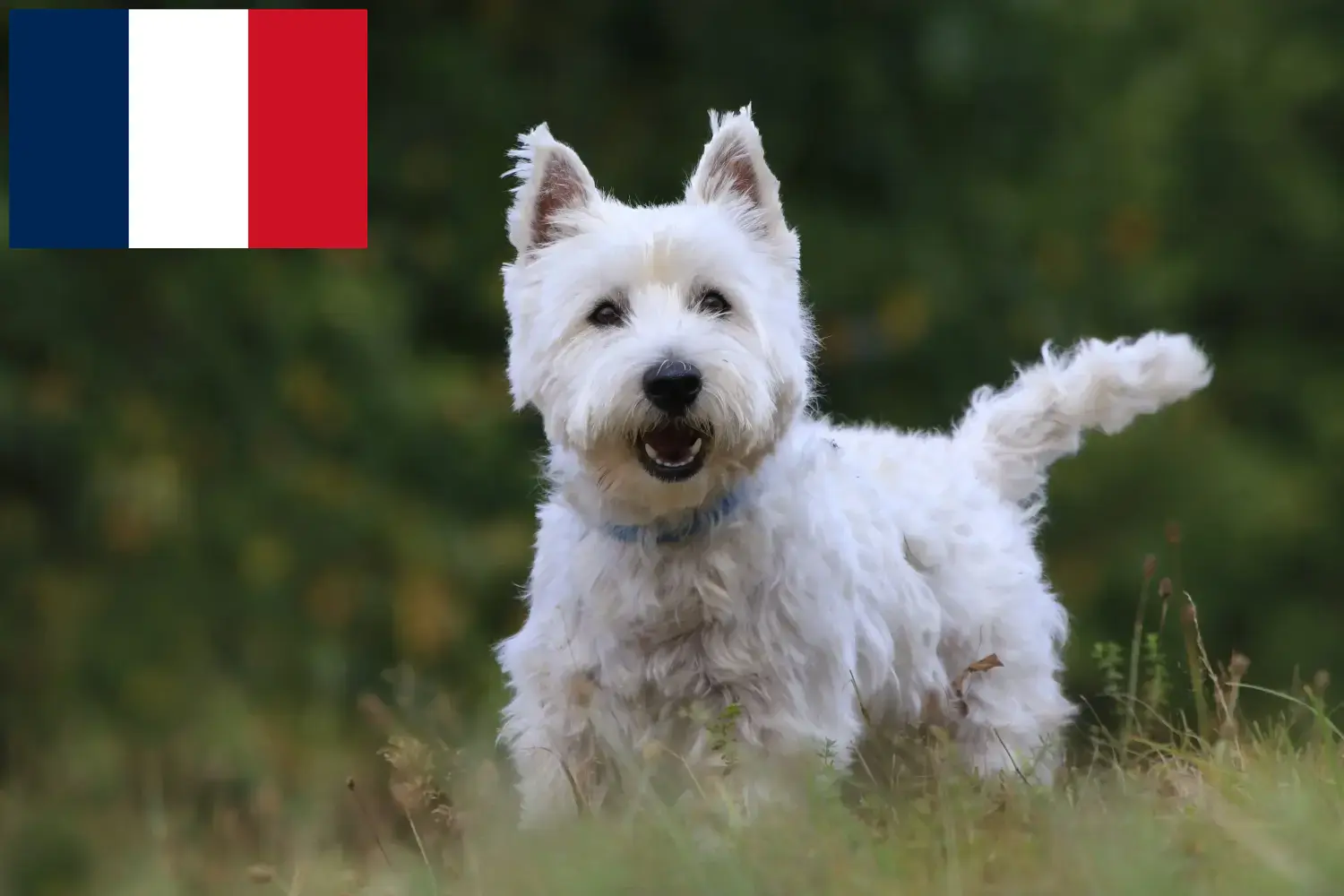 Westie szczenięta i hodowcy Francja Tutaj znajdziesz hodowców rasy Westies w Francja.
