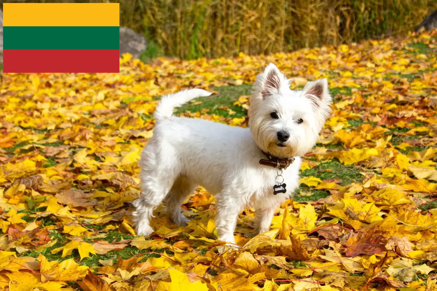 Westie szczenięta i hodowcy Litwa Znajdź hodowców westie w Litwa tutaj.