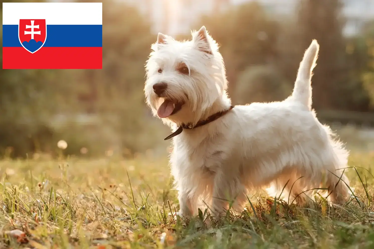 Westie szczenięta i hodowcy Słowacja Tutaj znajdziesz hodowców rasy Westies w Słowacja.