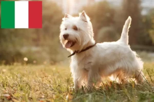 Read more about the article Hodowcy i szczenięta westie w Włochy