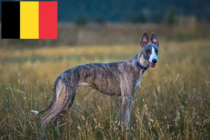 Read more about the article Hodowcy i szczenięta whippetów w Belgia