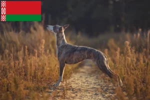Read more about the article Whippet hodowcy i szczenięta w Białoruś