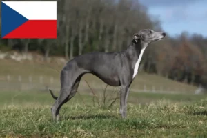 Read more about the article Hodowcy i szczenięta whippetów w Czechy