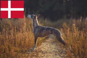 Read more about the article Hodowcy i szczenięta whippetów w Dania