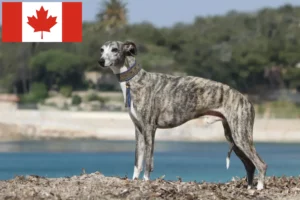 Read more about the article Whippet hodowcy i szczenięta w Kanada