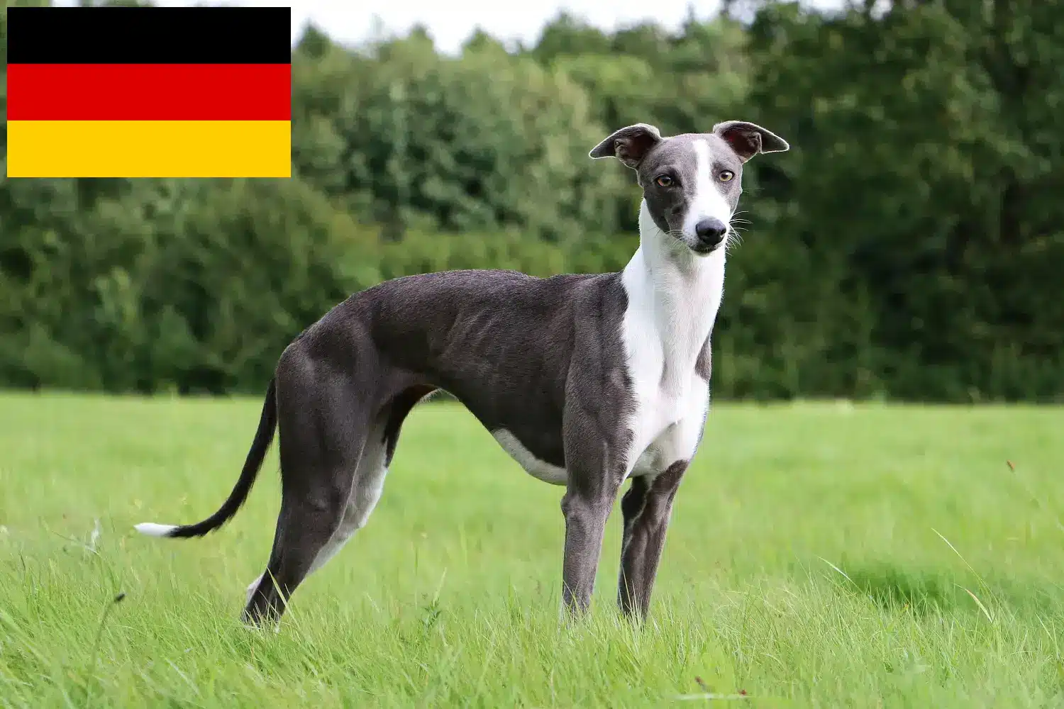 Whippet szczenięta i hodowcy Niemcy Tutaj znajdziesz hodowców rasy Whippety w Niemcy.