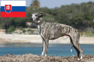 Read more about the article Hodowcy i szczenięta whippetów w Słowacja