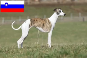 Read more about the article Hodowcy i szczenięta whippetów w Słowenia