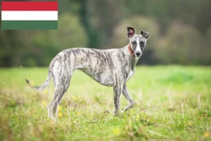 Read more about the article Hodowcy i szczenięta whippetów w Węgry