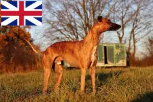 Read more about the article Hodowcy i szczenięta Whippet w Wielka Brytania