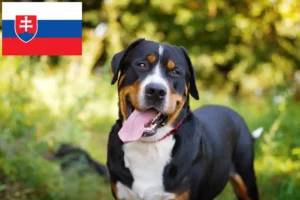 Read more about the article Wielki szwajcarski pies pasterski hodowca i szczenięta w Słowacja