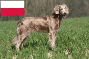 Read more about the article Hodowcy i szczenięta weimarów w Polska