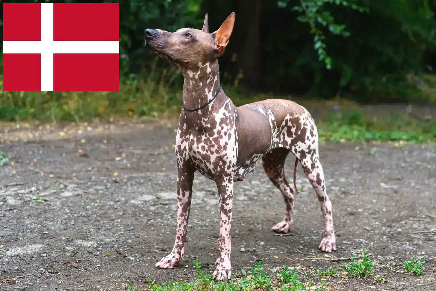 Xolo szczenięta i hodowcy Dania Znajdź hodowców Xolos w Dania tutaj.
