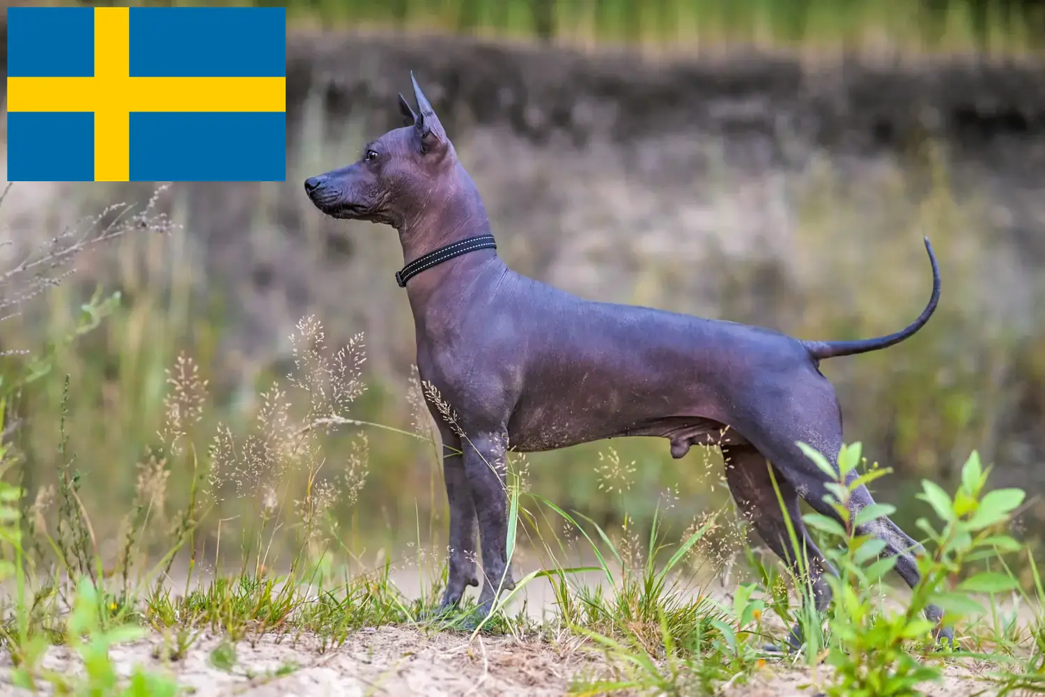 Xolo szczenięta i hodowcy Szwecja Znajdź hodowców Xolos w Szwecja tutaj.