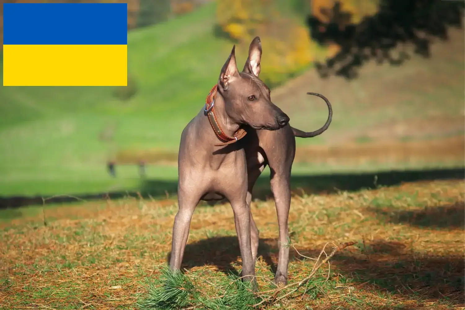 Xolo szczenięta i hodowcy Ukraina Tutaj można znaleźć hodowców Xolos w Ukraina.