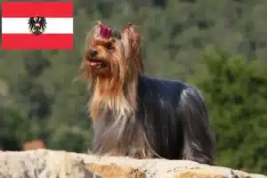 Read more about the article Hodowcy i szczenięta Yorkshire terrier w Austria