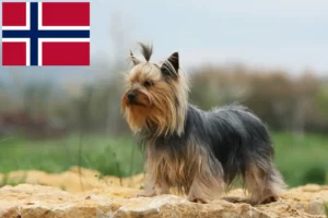 Read more about the article Hodowcy i szczenięta Yorkshire terrier w Norwegia