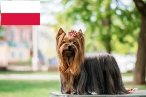 Read more about the article Hodowcy i szczenięta Yorkshire terrier w Polska
