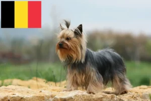 Read more about the article Hodowcy i szczenięta Yorkshire terrier w Belgia