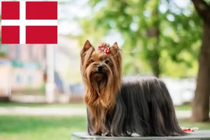Read more about the article Hodowcy i szczenięta Yorkshire terrier w Dania