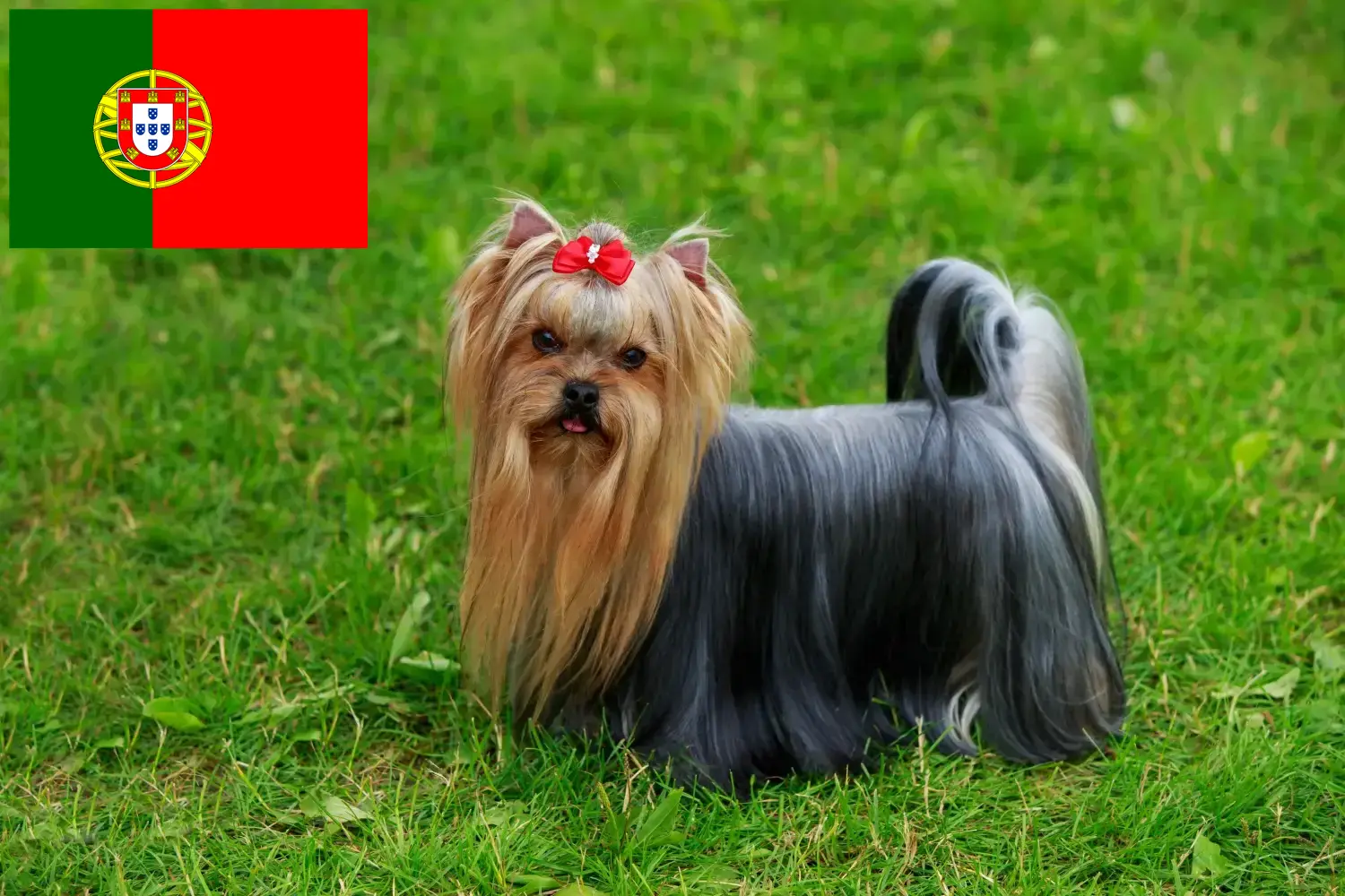 Read more about the article Hodowcy i szczenięta Yorkshire terrier w Portugalia