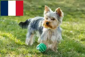 Read more about the article Hodowcy i szczenięta Yorkshire terrier w Francja