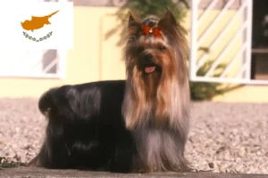 Read more about the article Hodowcy i szczenięta Yorkshire terrier w Cypr