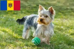 Read more about the article Hodowcy i szczenięta Yorkshire terrier w Mołdawia