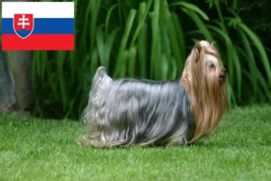 Read more about the article Hodowcy i szczenięta Yorkshire terrier w Słowacja