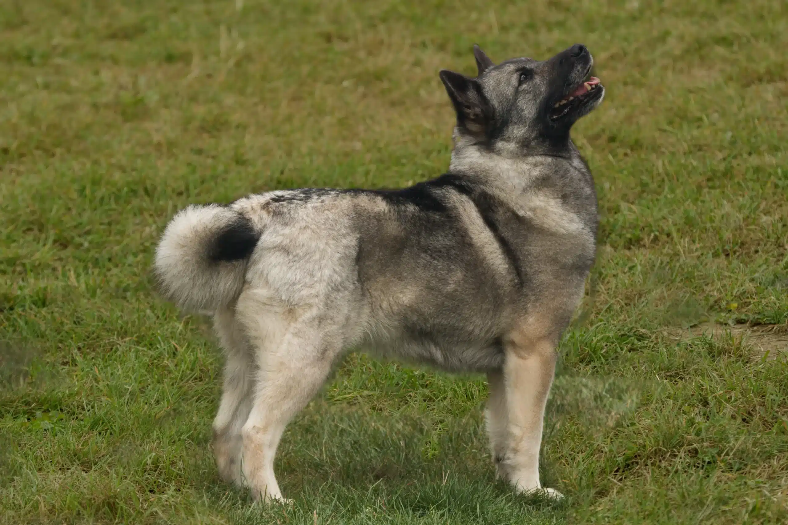 Read more about the article Hodowca buhundów norweskich