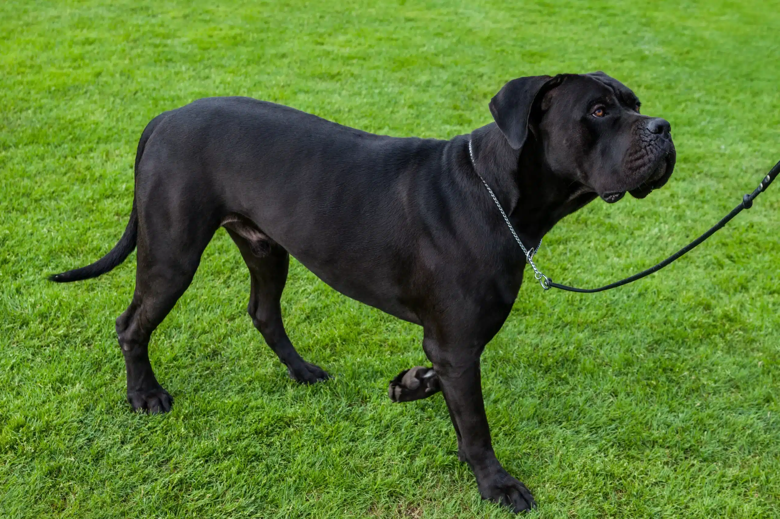 Read more about the article Hodowca Cane Corso Italiano