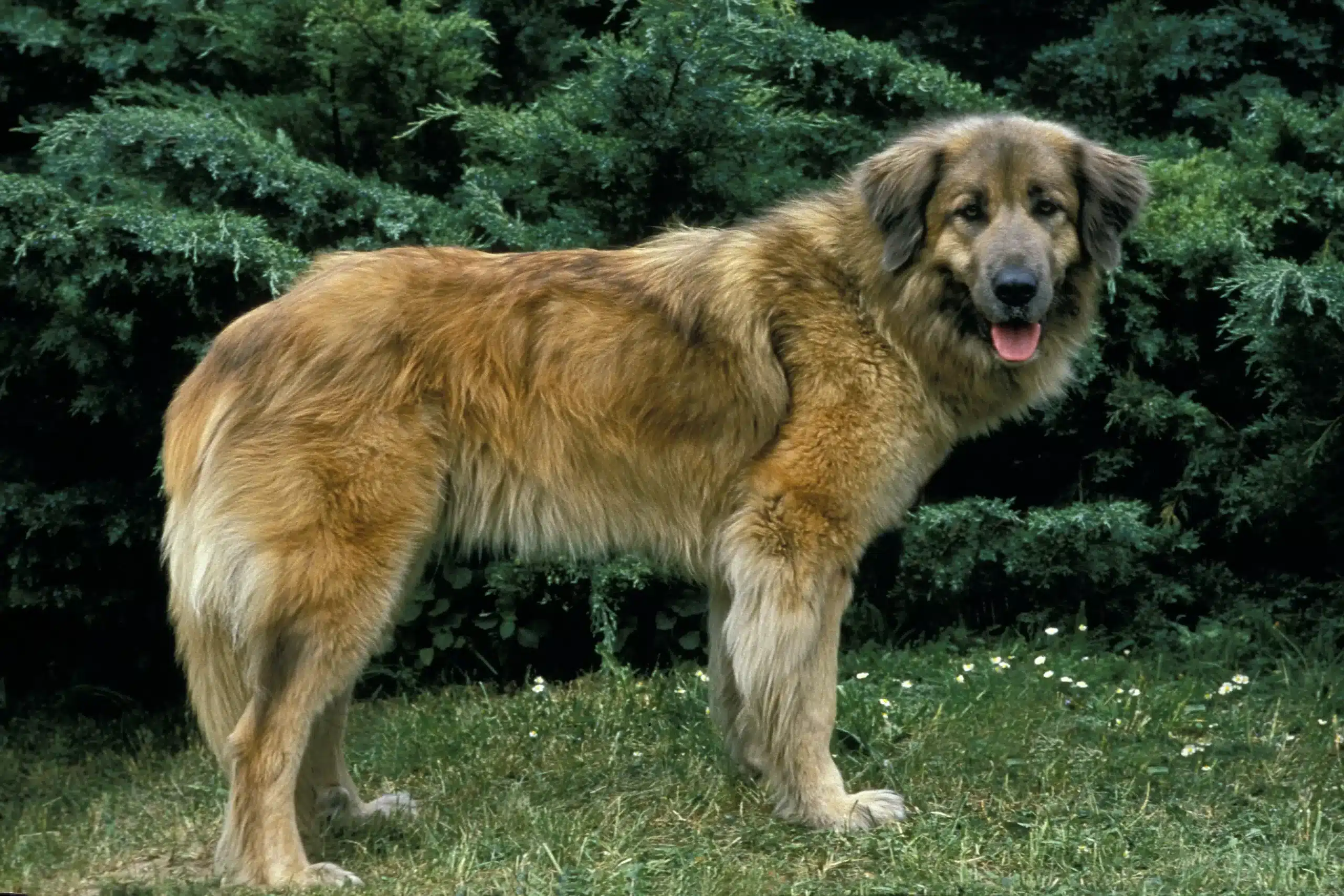 Read more about the article Hodowca Cão Da Serra Da Estrela