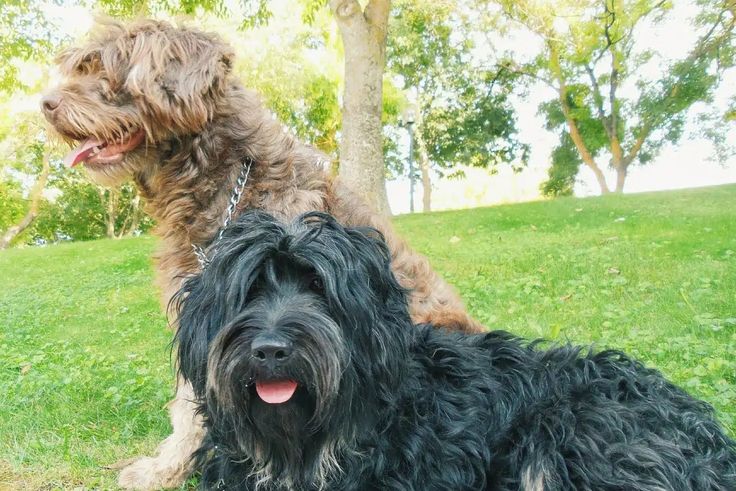 Cão da Serra de Aires szczenięta i hodowcy Znajdź hodowcę Cão da Serra de Aires w pobliżu.
